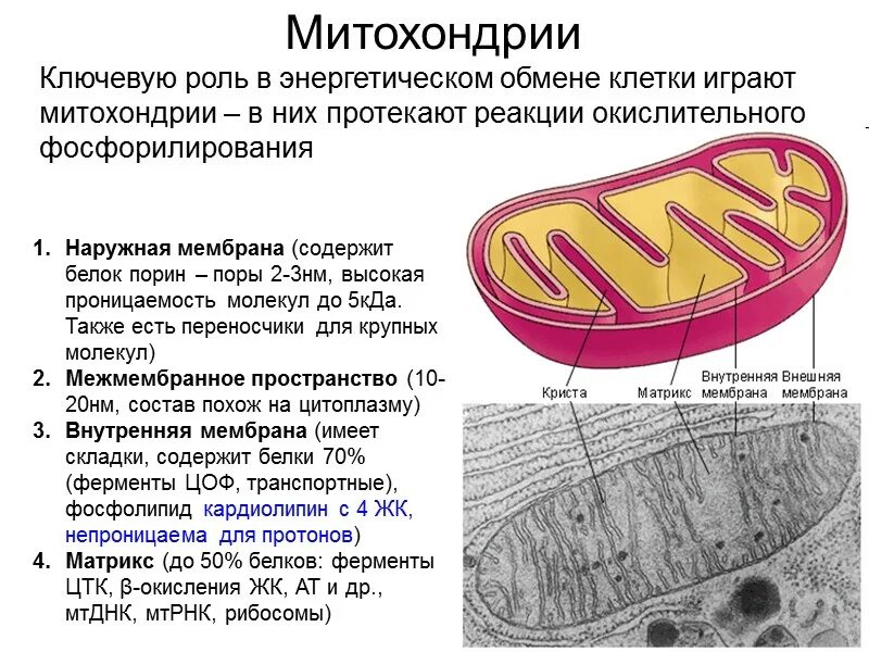 Где происходит окисление клетки