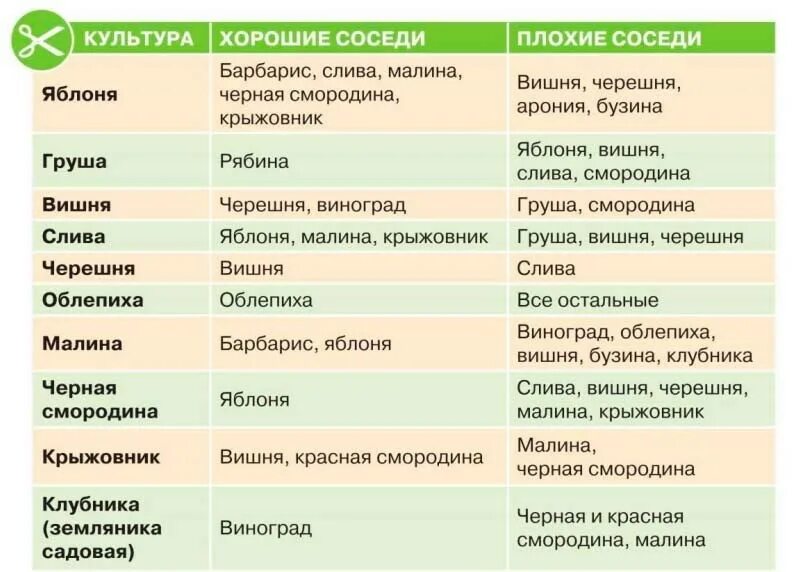 Совместимость деревьев. Совместимость плодовых деревьев и кустарников в саду таблица. совместимость посадок плодовых деревьев и кустарников таблица. совместимость посадки плодовых деревьев и кустарников в саду. совместимость плодовых деревьев и кустов в саду и огороде таблица.