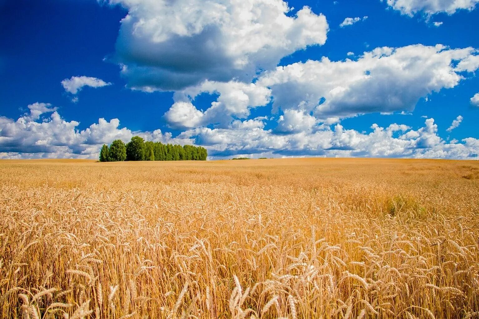 Поле це. Хлебные поля России. Поле пшеницы. Хлебное поле. В поле.