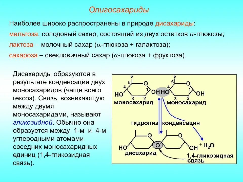 Дисахаридом является углевод