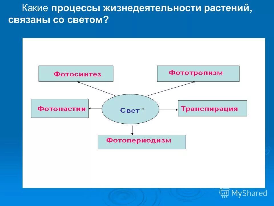 Как называется процесс жизнедеятельности растений 6 класс. Процессы жизнедеятельности растений. Процессы жизни растений. Процессы жизнедеятельности растительных организмов. Какой процесс жизнедеятельности растений.