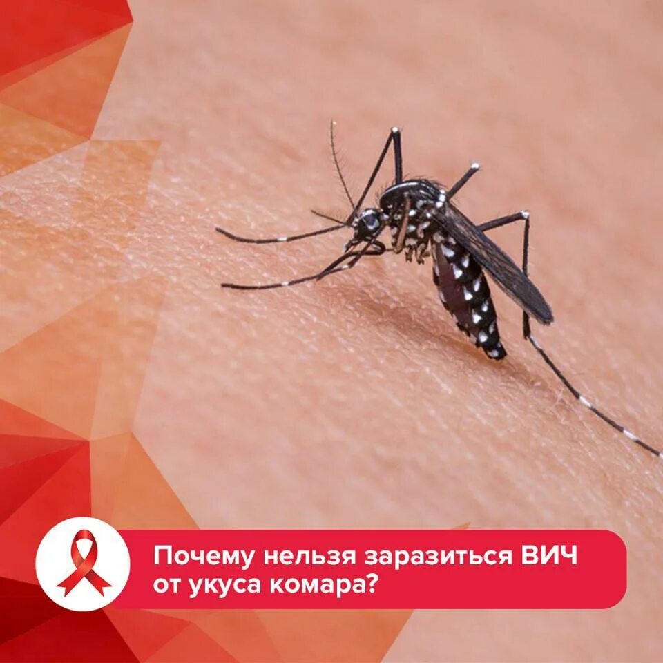 Можно ли заразиться от комара. Можно ли заразиться от комара