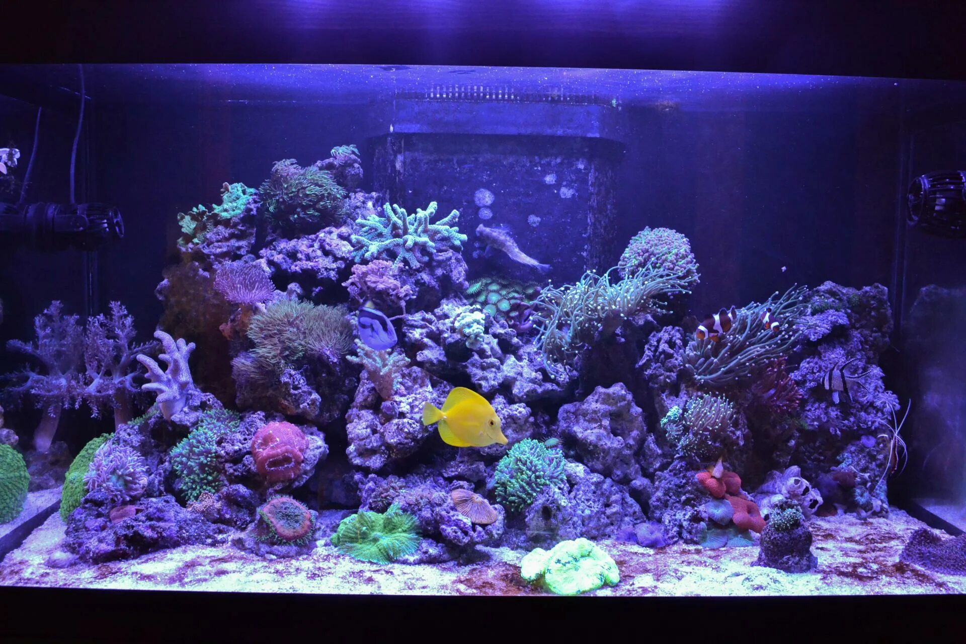 Морской аквариум риф 1000 литров. Искусственный риф для аквариума. Мягкий риф морской аквариум. Рифцентрал. Reefcentral