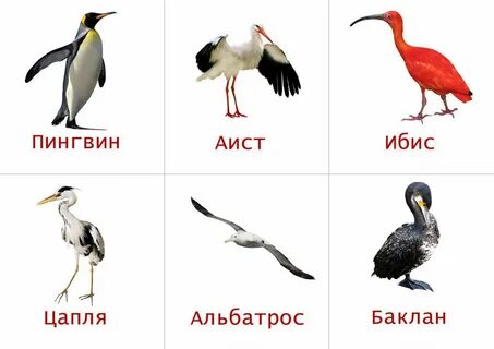 Птица похожие слова