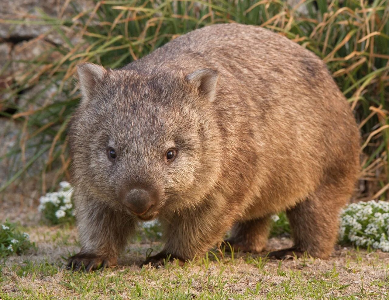 Wombat перевод. Северный длинношерстный вомбат. Австралийский вомбат. Животные Австралии вомбат. Северный шерстоносый вомбат.