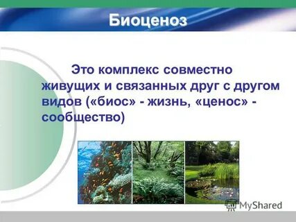 Что такое биоценоз кратко 5 класс