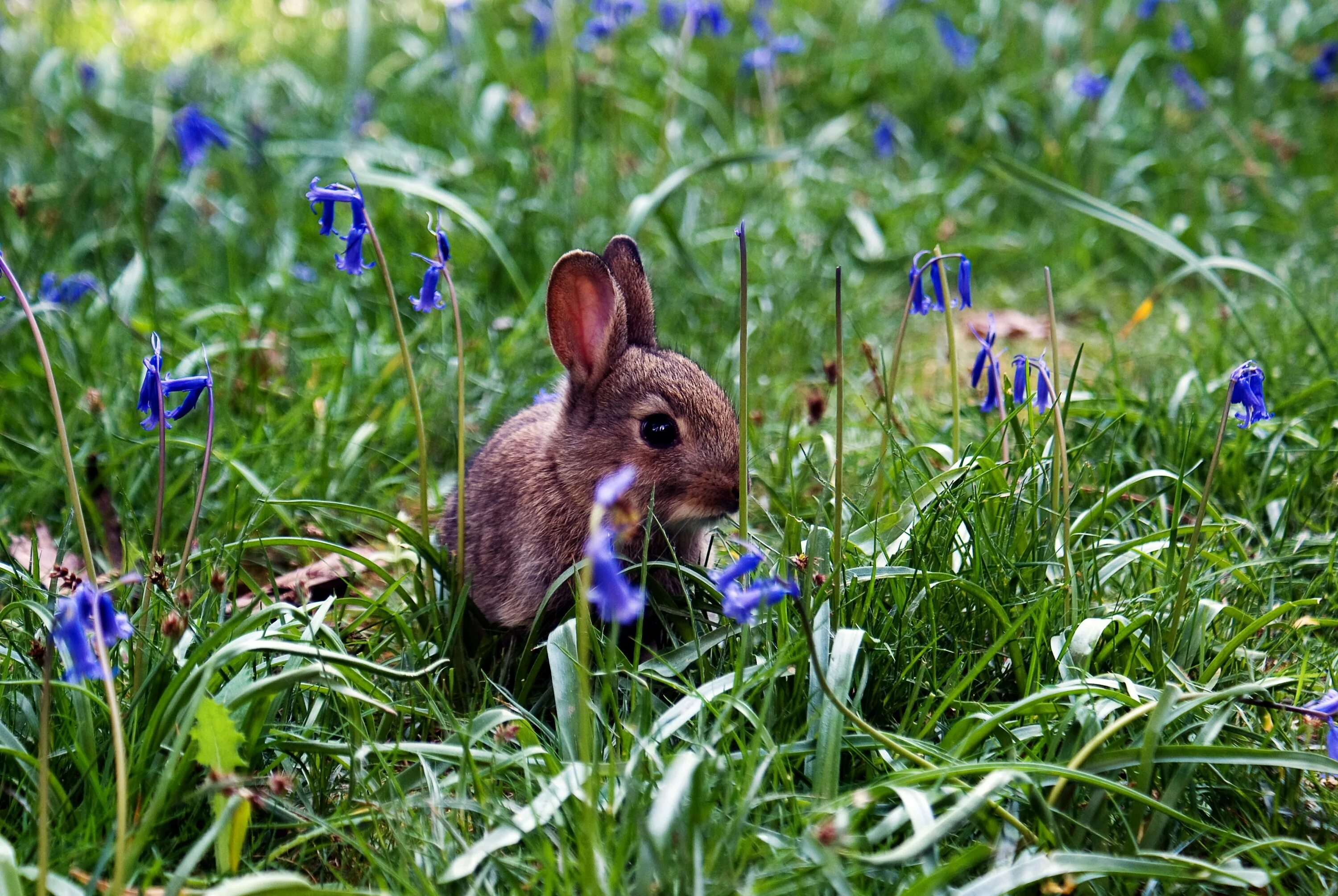 Животные весной. Природа с животными. Животные на лугу. Животные весной в лесу. Дикие животные весной картинки