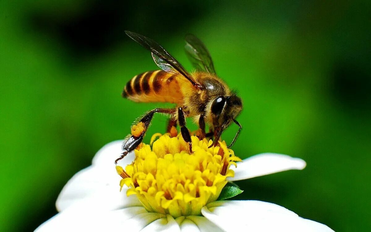 Пчелы и другие насекомые. Медоносная пчела. Гималайская медоносная пчела. Медоносная пчела фото. Медоносы для пчел.