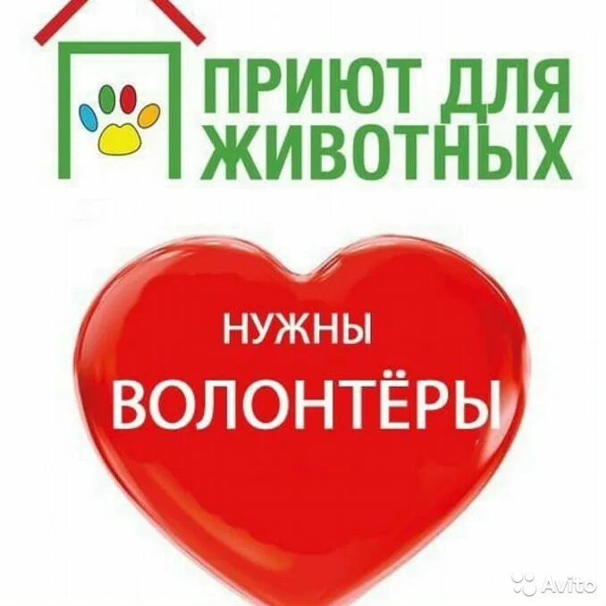 Волонтеры поиск животных. Нужны волонтеры. нужны помощники волонтеры. ищем волонтеров. требуются добровольцы.