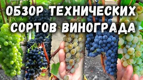 Алверцян виноград