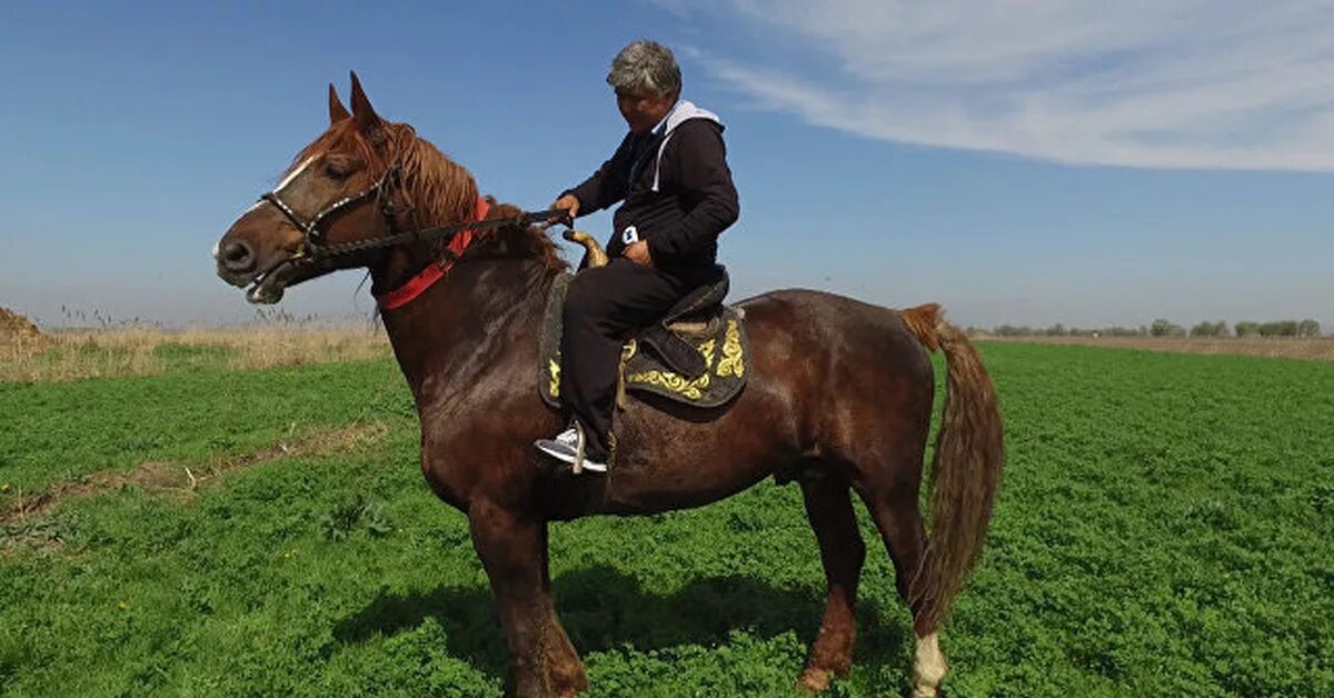 Дорогой барон 10. Барон АТ Кыргызстан. Лошадь Барон в Киргизии. Киргизская порода лошадей. Самый большой конь в Кыргызстане.