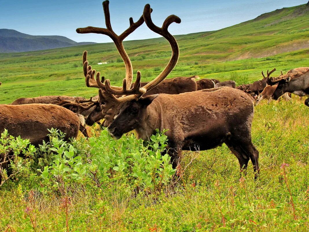 сельское хозяйство тундры. оленьи пастбища в европейском севере. оленьи пастбища в тундре. выпас оленей. чукотский автономный округ оленеводство.