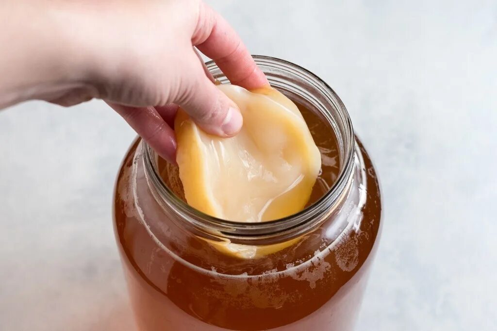 Как реанимировать чайный гриб. Комбуча гриб. kombucha чайный гриб. чайный гриб или комбуча. чайный гриб в банке.