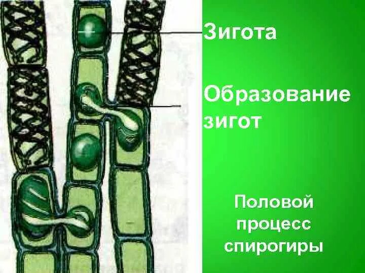 Конъюгация спирогиры. Конъюгация спирогиры схема. Цикл развития спирогиры. Размножение спирогиры конъюгация. Размножение спирогиры рисунок с подписями.