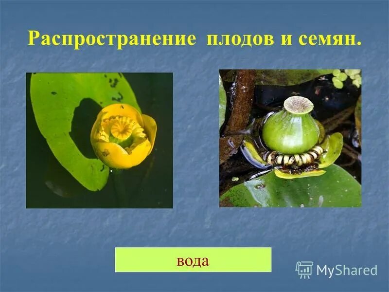 Распространение плодов и семян. Распространение семян водой. Распространения растений семян водой. Распространение плодов и семян водой. Растения распространение водой