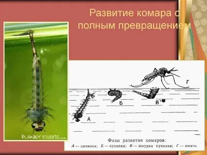 Комар полное или неполное превращение