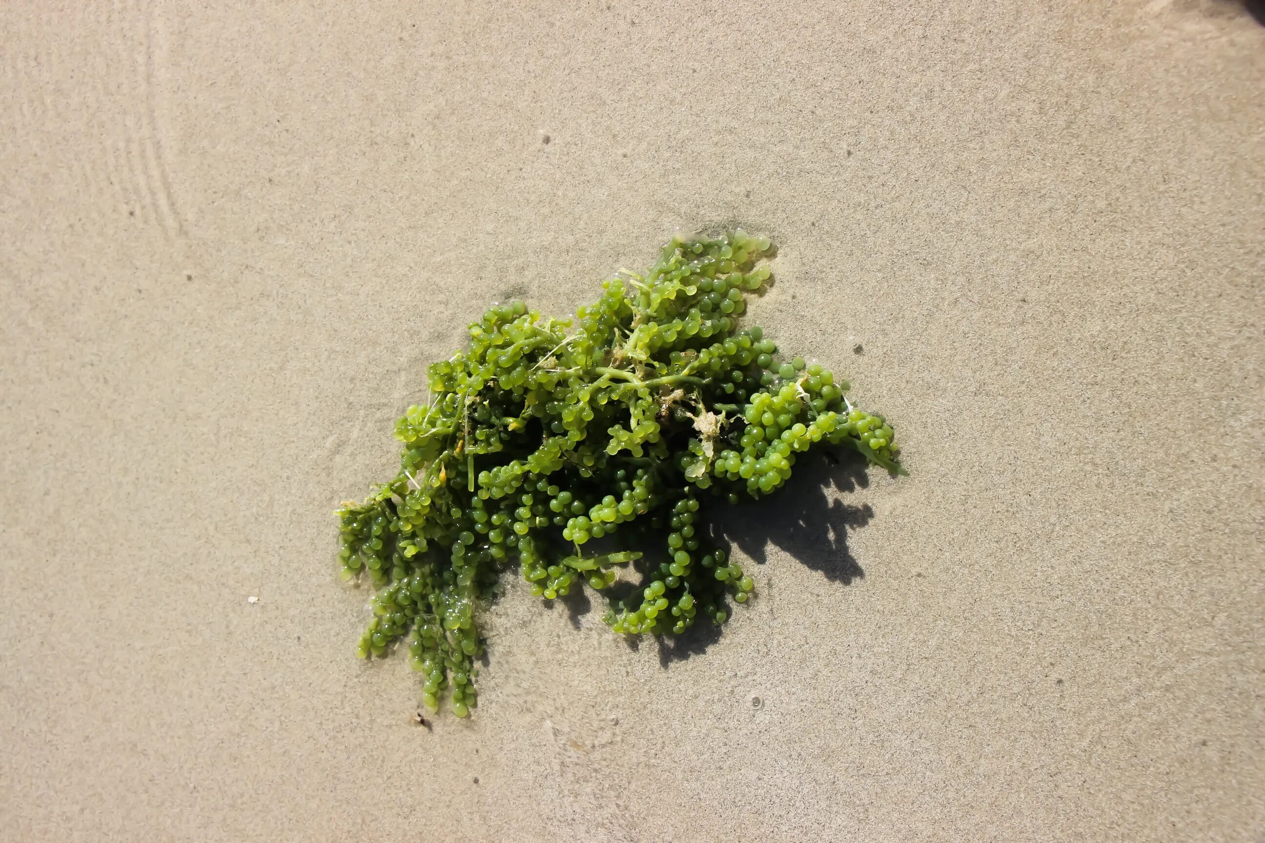 Водоросли в почве. Морская трава. Почвенные водоросли. Комок водорослей. Почвенные водоросли фото.