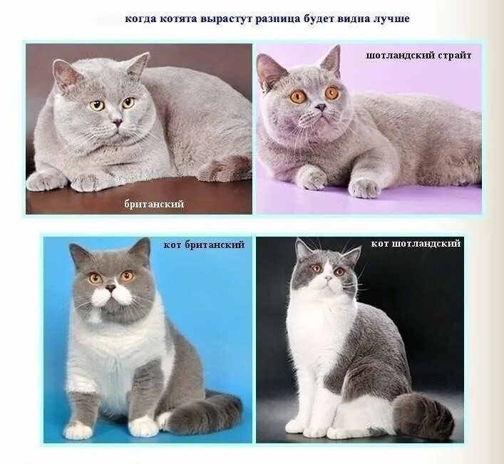 Чем отличается британская кошка
