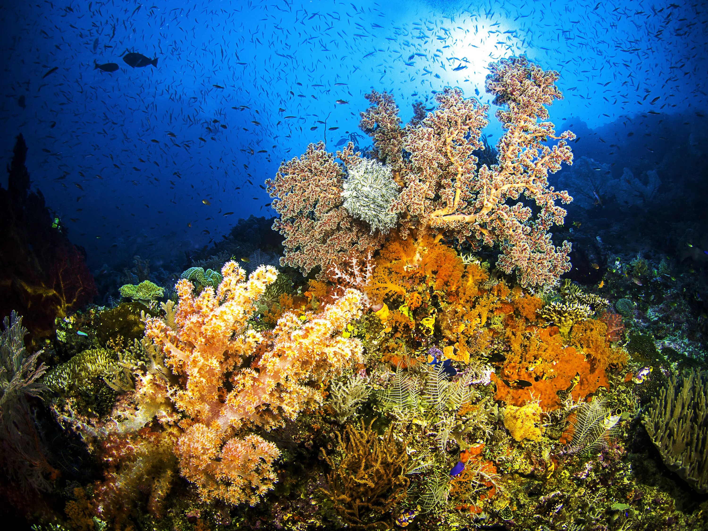 Underwater coral. Подводный мир кораллы. Морское дно с кораллами. Подводные пейзажи. Красоты морского дна.