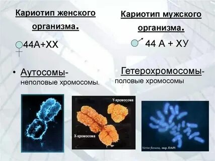 Кариотип яйцеклетки