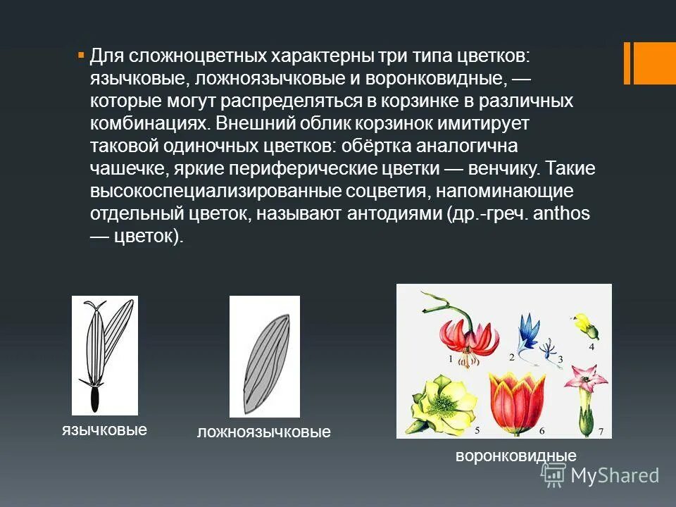однодомные двудомные обоеполые однополые цветки. соцветия 6 класс биология. структуры симметрии растений. перекрестное опыление характерно для растений. схема околоцветника простой и двойной.