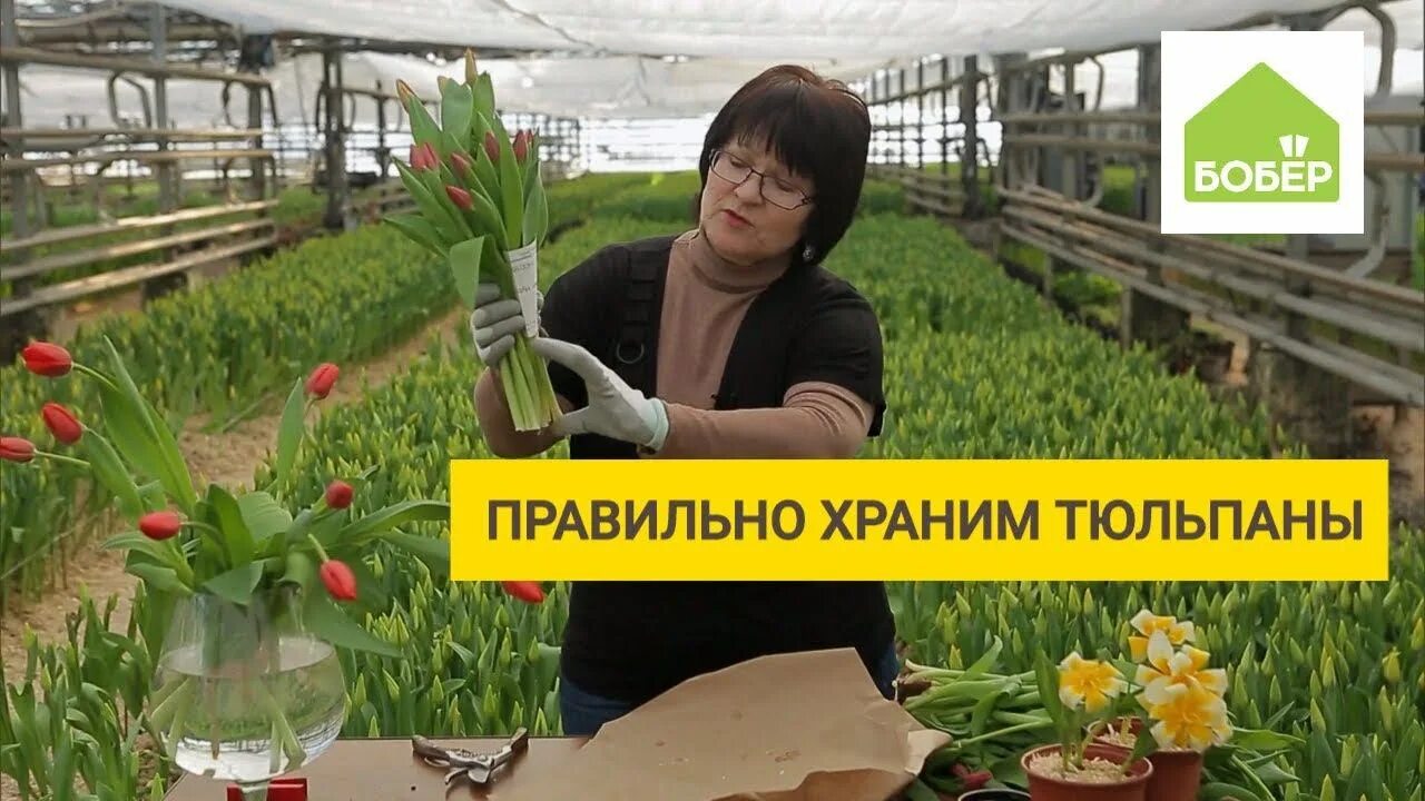 При какой температуре хранить тюльпаны для продажи. Хранение тюльпанов. Температура хранения тюльпанов. Температура хранения тюльпанов срезанных без воды. Хранение свежесрезанных тюльпанов температура.