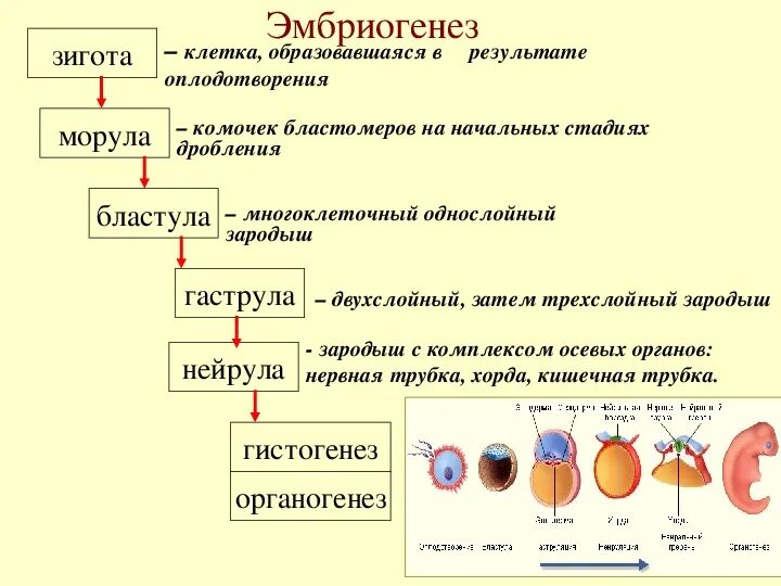 Тест по онтогенезу 10 класс. Зигота дробление морула бластула. Морула бластула гаструла нейрула. Зигота морула бластула гаструла нейрула. Зародыш ЕГЭ бластула.