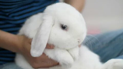 Bunny's