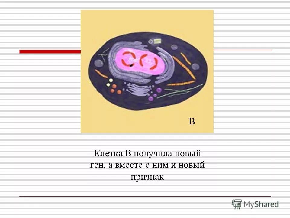 Нова ген. Нова ген. Ген транспортер. Сочетание генов. Мутагенез генетика.
