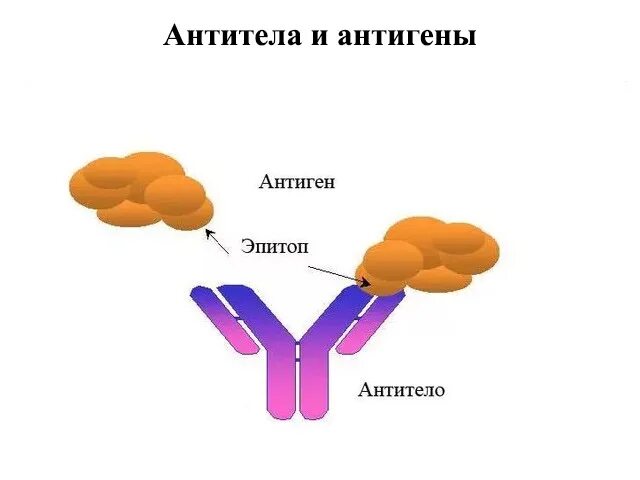 Выработка антигенов. Антиген антитело. Связывание антигена с антителом. Антигены картинки. Комплекс антиген антитело.