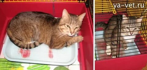 Кот писает часто и с кровью