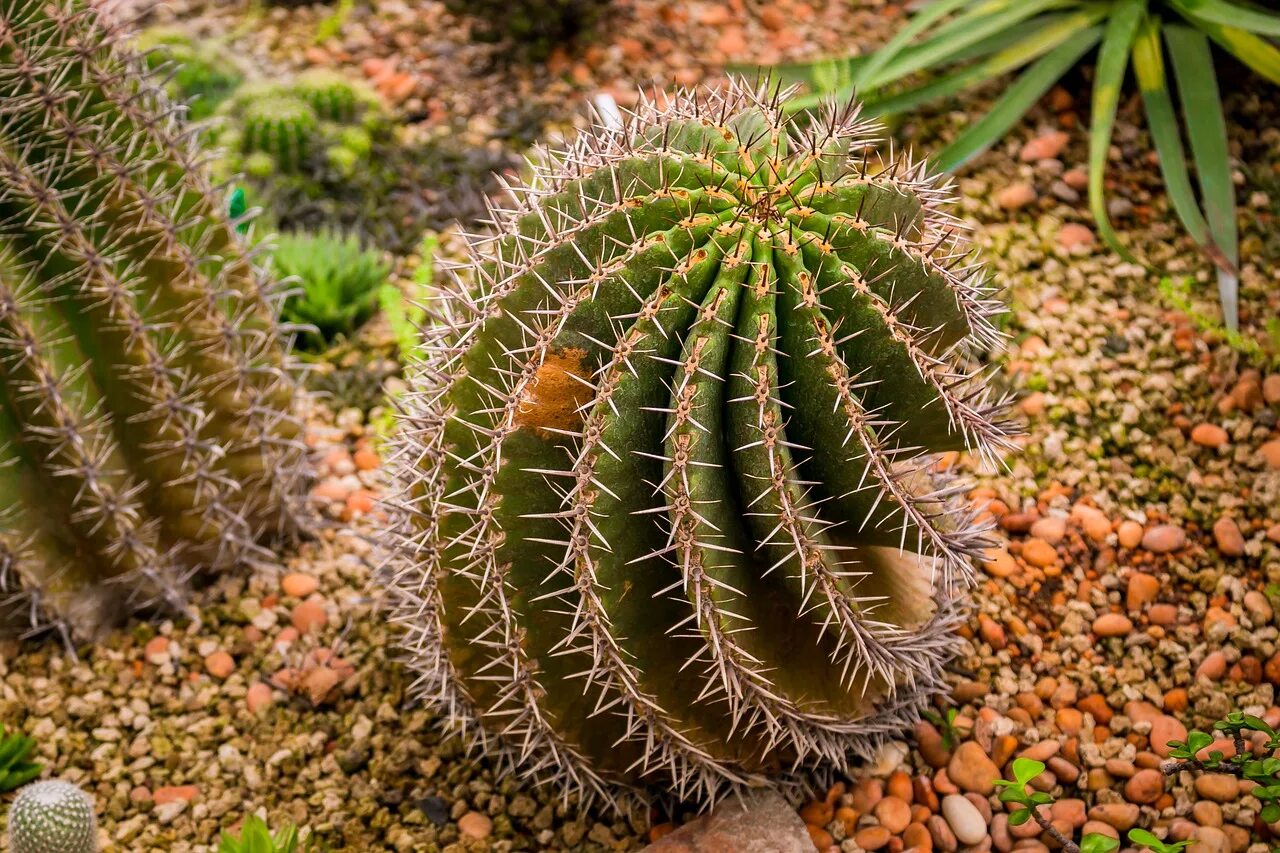 Кактус форма стебля. Кактусовые cactaceae. низкорослые кактусы в южной америке. колорадо кактус. кактусы центральной америки.
