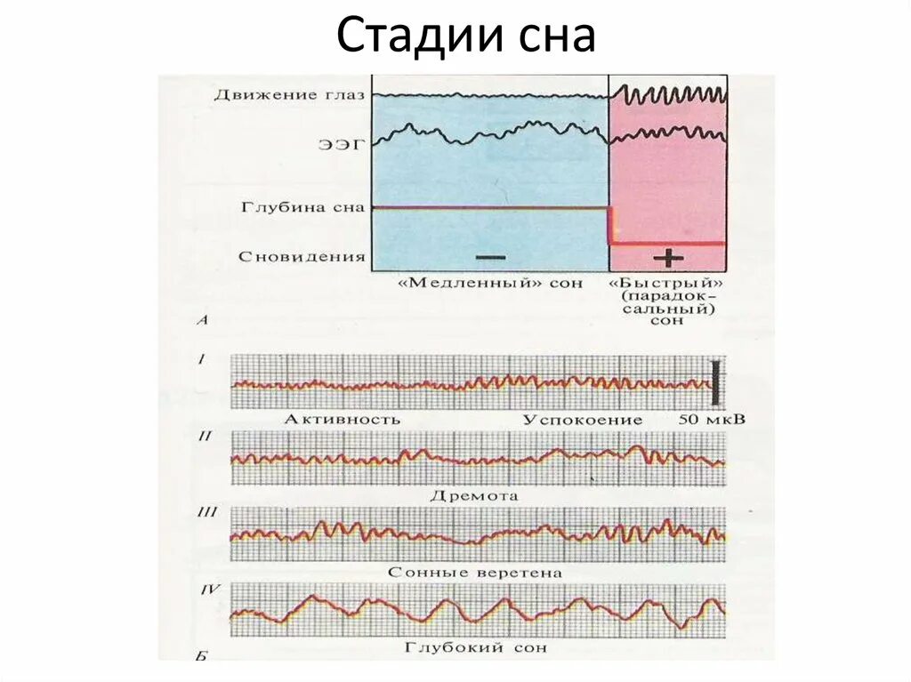 Фазы сна время таблица. Фазы сна. Стадии сна. Этапы фазы и стадии сна. Сон фазы сна.