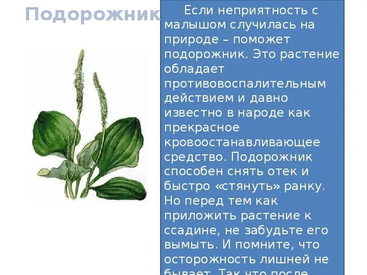 Подорожник условия среды обитания. Подорожник. подорожник для детей. подорожник описание. подорожник раскраска.