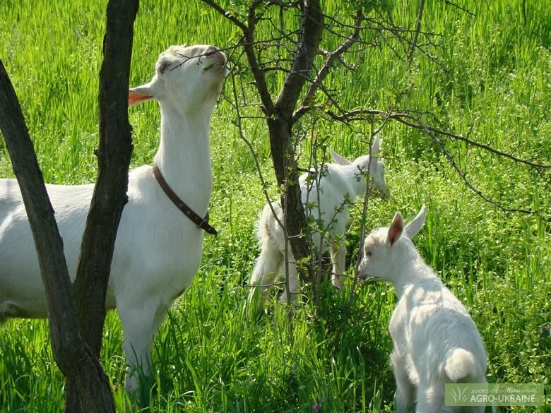 Породы коз без запаха молока. Зааненская коза. Козочка породы зааненская. Зааненские козлята приколы. Ламанча порода коз.