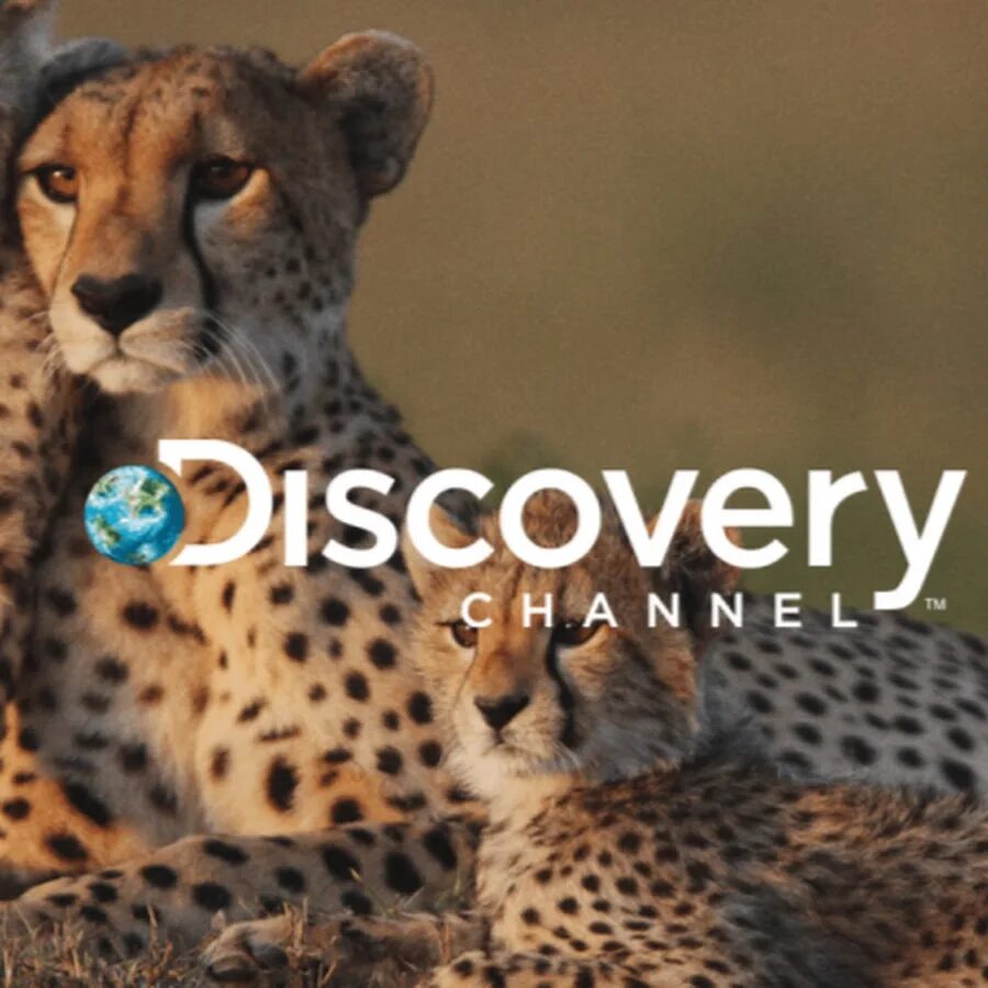 Discover animal