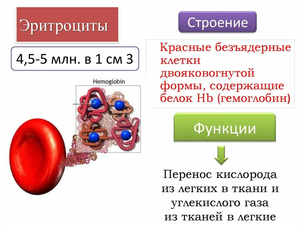 В чем особенность строения эритроцитов. Эритроциты анатомия строение. состав и строение эритроцитов. эритроциты строение и функции. структура эритроцитов.