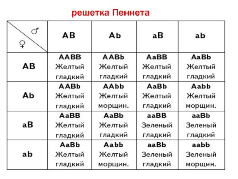 Генетика решетка Пеннета. Решетка Пеннета для дигибридного скрещивания пустая. Решетка Пеннета ф2. Решетка Пинета биология.