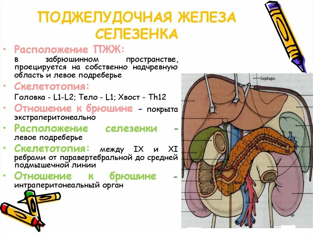 Пищеварительная система человека селезенка. Желудок желчный пузырь поджелудочная железа селезенка. Где находится селезенка у человека фото. Расположение желчного пузыря и поджелудочной. Синтопия поджелудочной железы.