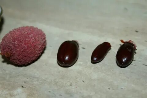 Едят ли косточки личи