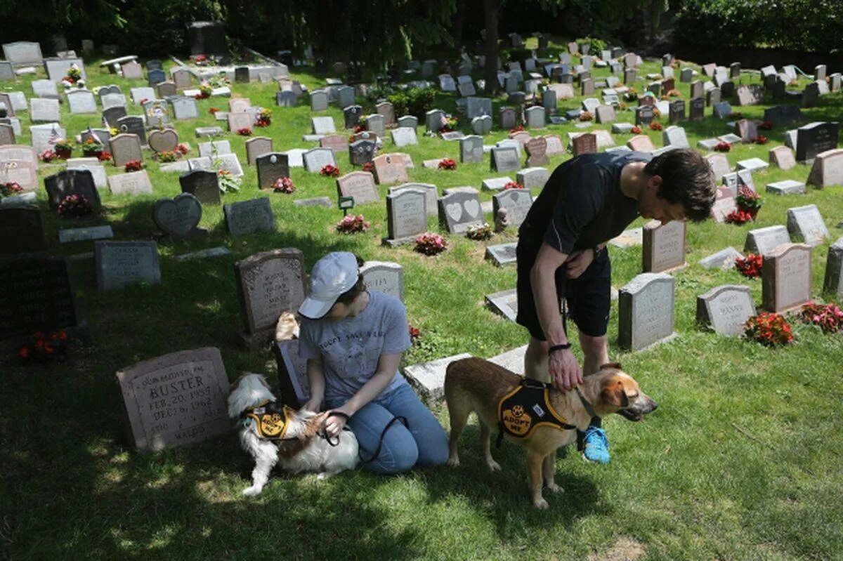 Pet cemetery. Захоронение собаки.