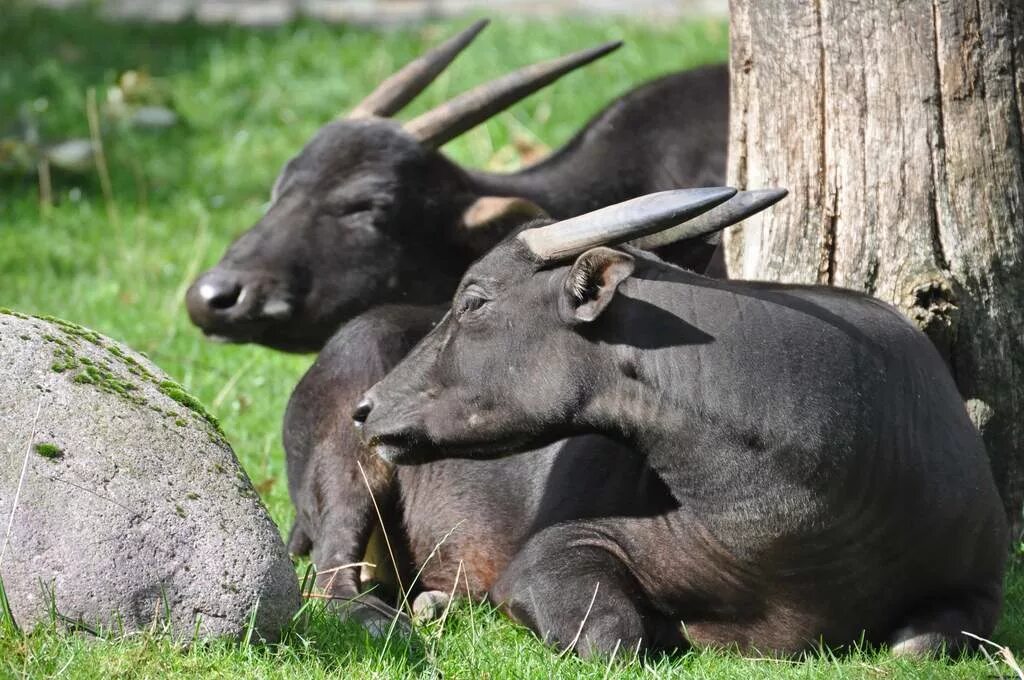 Карлик среди буйволов 4. Карликовый бык аноа. Аноа буйвол. Bubalus depressicornis — аноа. Кентус карликовый буйвол.