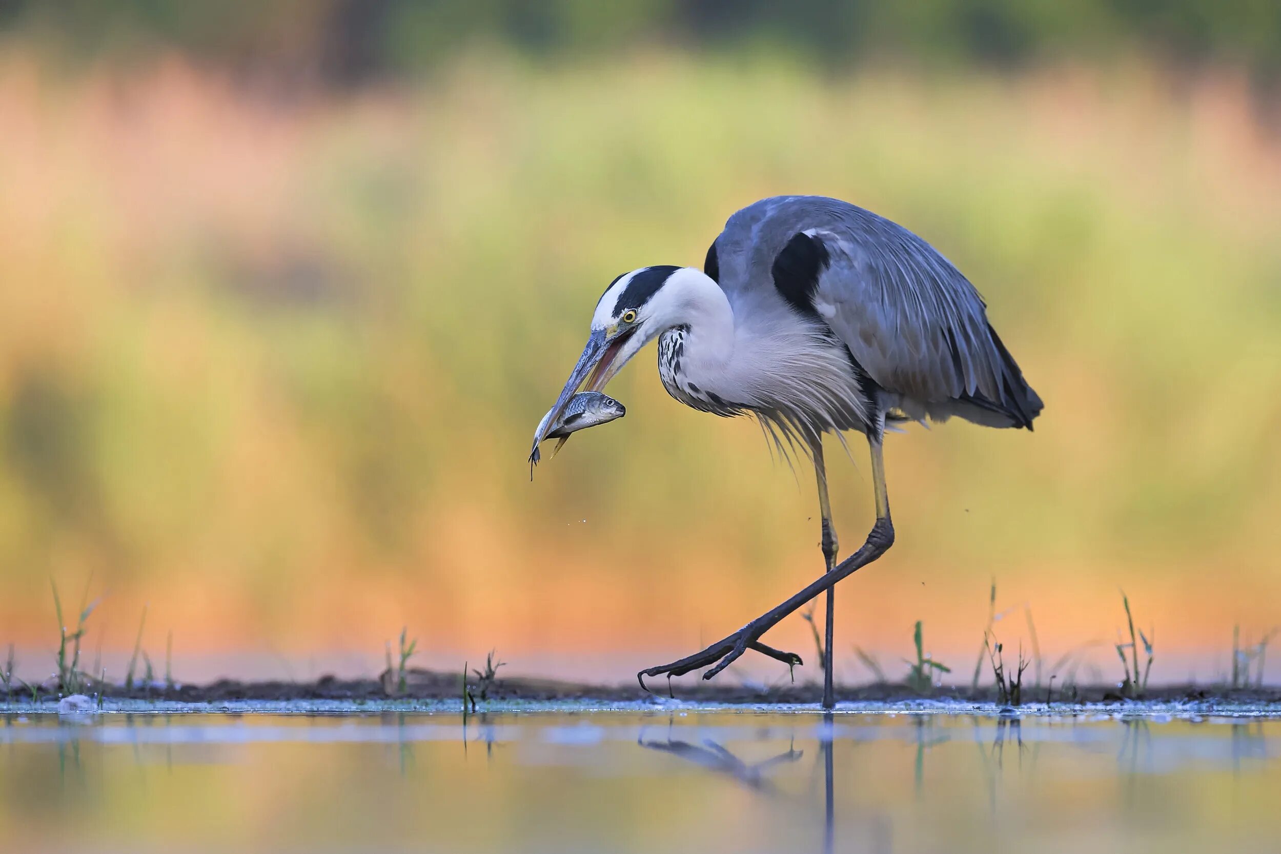 Цапли в кировской области. Цапля стоит в воде. Цапля спит. Птицы в камышах. Серая цапля.