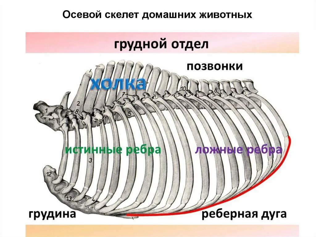 Осевой скелет животных. Осевой скелет домашних животных. наличие осевого скелета. морфология животных осевой скелет. осевой скелет насекомых.