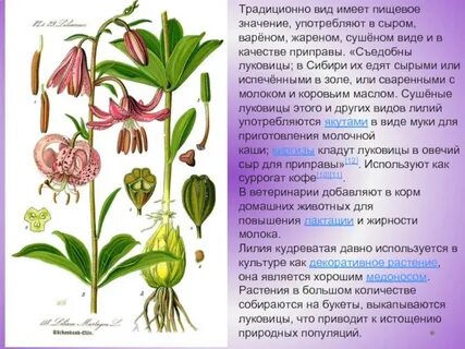 Растения красной книги красноярского края