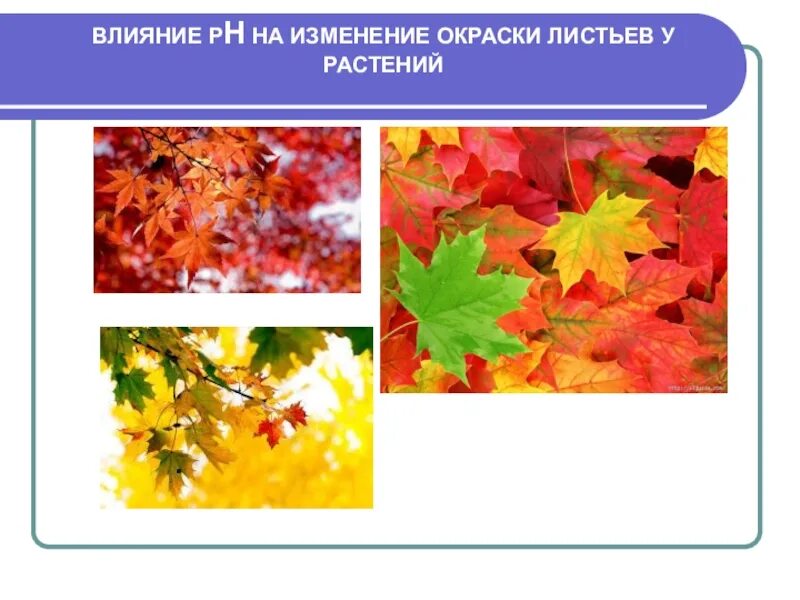 Изменение окраски листьев. Изменение окраски растений. Изменение окраски листьев растений. Растение с разной окраской листьев.