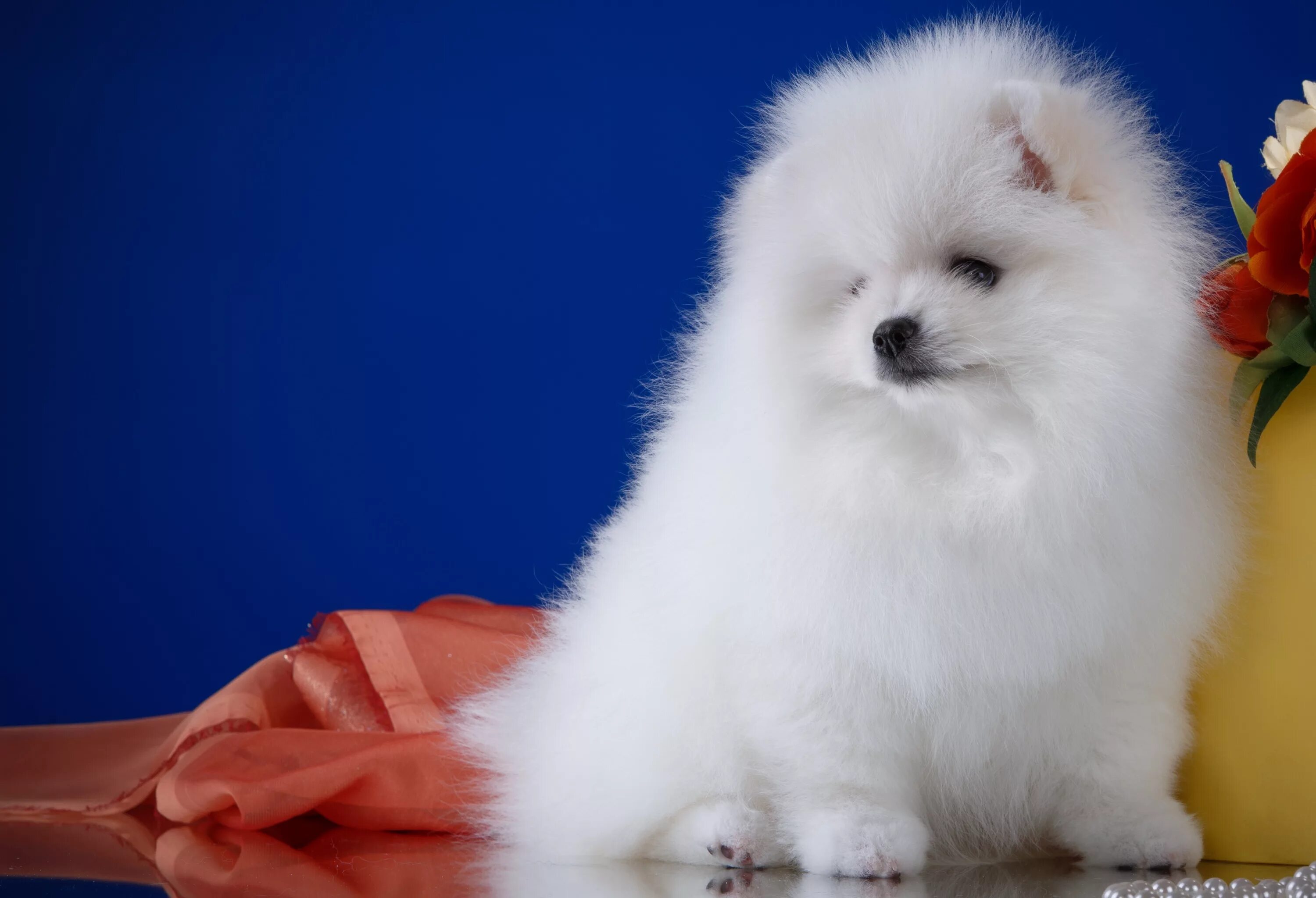 Пушистый щенок. Пушистый щенок. Померанский шпиц породы собак. Шпиц терьер короткошерстный. Пушистый щенок.