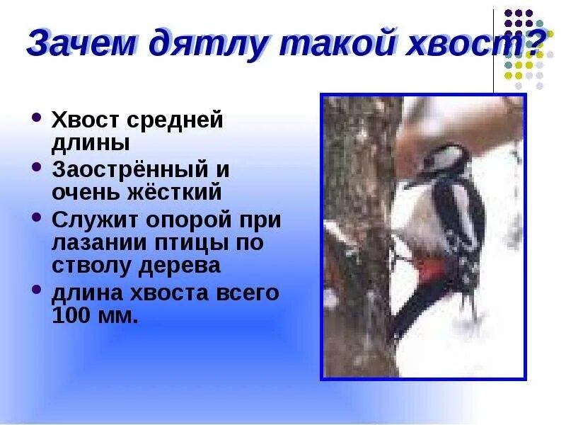 Почему дятлы получили такое название