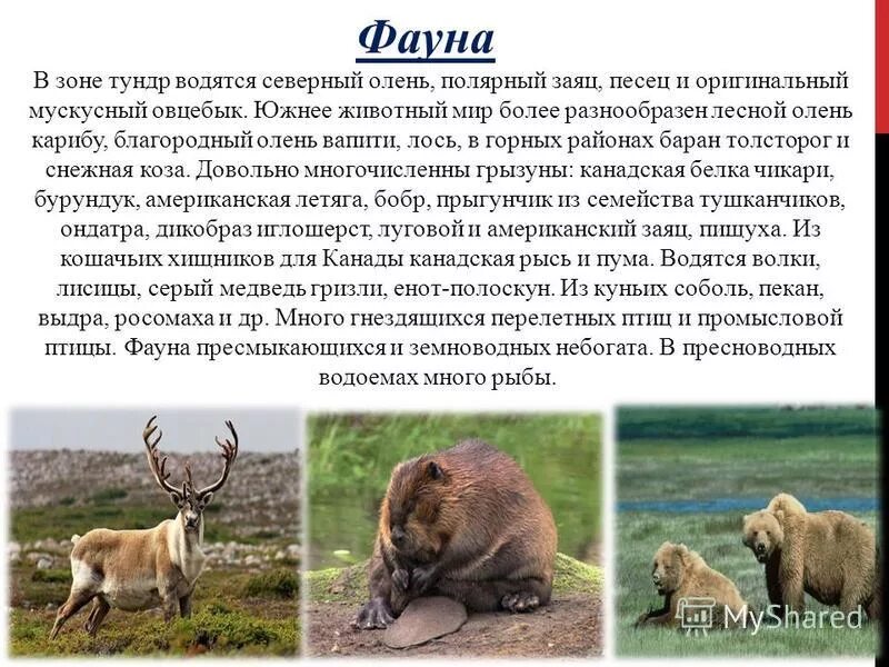 Сообщение о фауне