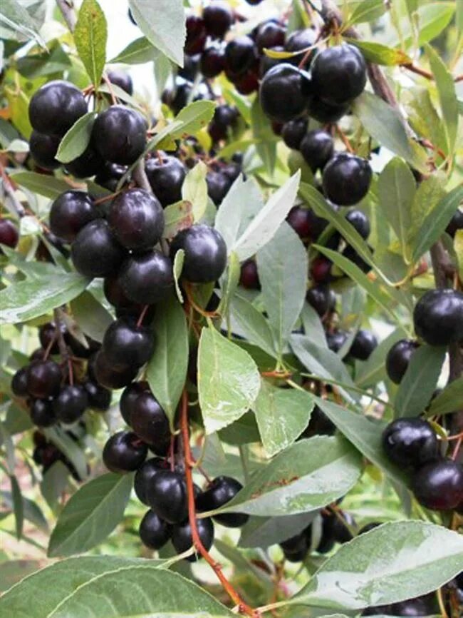 Опата сорт сливово вишневый гибрид. Вишня песчаная омская ночка. Вишня владимирская куст. Вишня омск. Вишня омск.